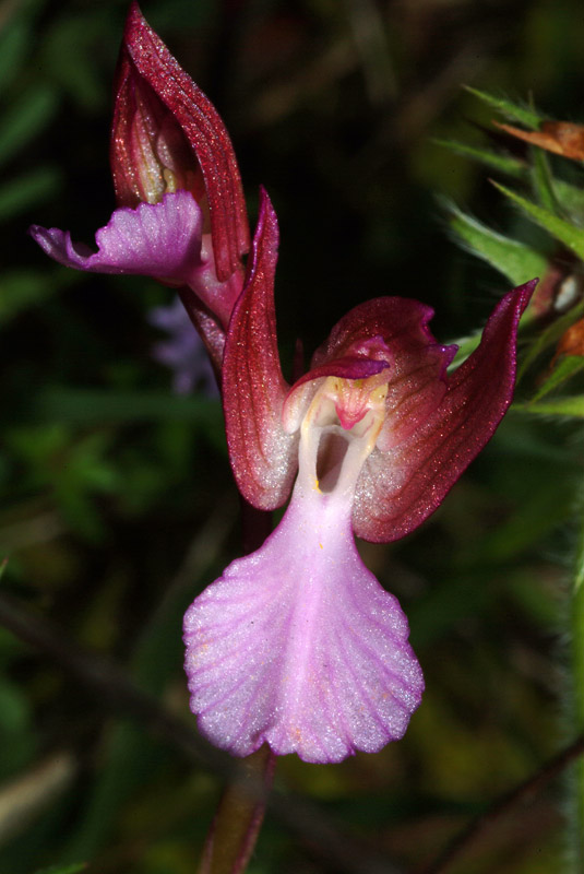 Livorno - Valle Benedetta - 6 specie di orchidee 01-05-09